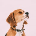 Portrait Of Beautiful Tricolor Puppy Of English Beagle Playing In Snow At Winter Day Royalty Free Stock Photo