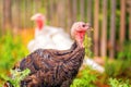 Portrait of a beautiful trim turkey Royalty Free Stock Photo