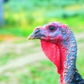 Portrait of a beautiful trim turkey Royalty Free Stock Photo