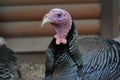 Portrait of a beautiful turkey. Turkey head