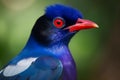 A portrait of a beautiful Urocissa caerulea (Formosan Blue Magpie) bird