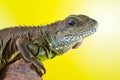 Portrait of beautiful water dragon lizard Royalty Free Stock Photo