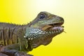 Portrait of beautiful water dragon lizard Royalty Free Stock Photo