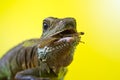 Portrait of beautiful water dragon lizard Royalty Free Stock Photo