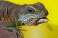 Portrait of beautiful water dragon lizard reptile eating an insect Royalty Free Stock Photo