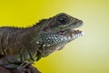 Portrait of beautiful water dragon lizard reptile eating an insect Royalty Free Stock Photo