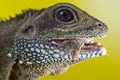 Portrait of beautiful water dragon lizard reptile eating an insect Royalty Free Stock Photo