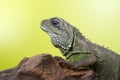 Portrait of beautiful water dragon lizard reptile sitting on a b Royalty Free Stock Photo