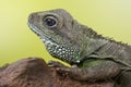 Portrait of beautiful water dragon lizard reptile sitting on a b Royalty Free Stock Photo