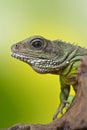 Portrait of beautiful water dragon lizard reptile sitting on a b Royalty Free Stock Photo