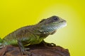 Portrait of beautiful water dragon lizard reptile sitting on a b Royalty Free Stock Photo