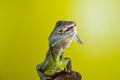 Portrait of beautiful water dragon lizard reptile sitting on a b Royalty Free Stock Photo