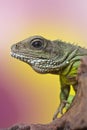 Portrait of beautiful water dragon lizard reptile sitting on a b Royalty Free Stock Photo