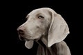 Portrait of a beautiful Weimaraner