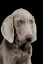 Portrait of a beautiful Weimaraner