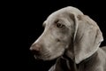 Portrait of a beautiful Weimaraner