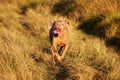 Portrait of a beautiful weimeraner dog Royalty Free Stock Photo