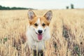 Portrait of a beautiful Welsh Corgi dog outdoors in a sunny summer day Royalty Free Stock Photo