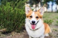 Portrait of a beautiful Welsh Corgi dog outdoors in a sunny summer day Royalty Free Stock Photo