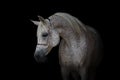 Portrait of a beautiful white arabian horse Royalty Free Stock Photo