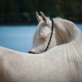 Portrait of a beautiful white Arabian horse Royalty Free Stock Photo