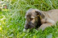 Portrait of beautiful white, beige Irish wolfhound dog posing in the garden. Happy puppy dog sitting on grass at summer Royalty Free Stock Photo