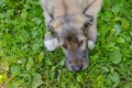 Portrait of beautiful white, beige Irish wolfhound dog posing in the garden. Happy puppy dog sitting on grass at summer Royalty Free Stock Photo