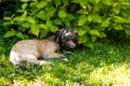 Portrait of beautiful white, beige Irish wolfhound dog posing in the garden. Happy puppy dog sitting on grass at summer Royalty Free Stock Photo