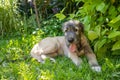 Portrait of beautiful white, beige Irish wolfhound dog posing in the garden. Happy puppy dog sitting on grass at summer Royalty Free Stock Photo