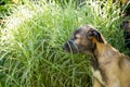 Portrait of beautiful white, beige Irish wolfhound dog posing in the garden. Happy puppy dog sitting on grass at summer Royalty Free Stock Photo