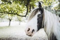 Portrait of a beautiful white and brown Indian horse with blue eyes Royalty Free Stock Photo