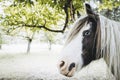 Portrait of a beautiful white and brown Indian horse with blue eyes Royalty Free Stock Photo