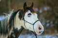 Portrait of beautiful white and brown paint horse Royalty Free Stock Photo