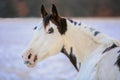 Portrait of beautiful white and brown paint horse Royalty Free Stock Photo