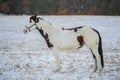 Portrait of beautiful white and brown paint horse Royalty Free Stock Photo