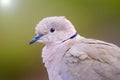 Beautiful white dove, also called Eurasian collared dove or ring-necked dove Streptopelia capicola on Fuerteventura, Spain Royalty Free Stock Photo