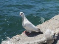 Portrait of a beautiful white dove sitting on the edge of the shore and looking at you with curiosity