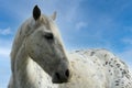Portrait of a beautiful white and grey horse Royalty Free Stock Photo