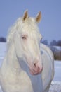 portrait of beautiful white horse with blue eyes Royalty Free Stock Photo