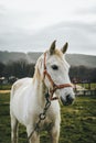 Portrait of a beautiful white horse in nature looking to the right Royalty Free Stock Photo