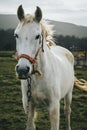 Portrait of a beautiful white horse in nature Royalty Free Stock Photo