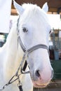 Portrait of a beautiful white horse in the stable. Royalty Free Stock Photo