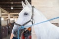 beautiful white horse at stable Royalty Free Stock Photo