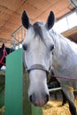 Portrait of a beautiful white horse in the stable looking at the camera Royalty Free Stock Photo