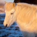 Portrait of beautiful white icelandic horse Royalty Free Stock Photo