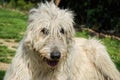 Portrait of beautiful white Irish wolfhound dog posing in the garden. Happy dog sitting on grass at spring time Royalty Free Stock Photo