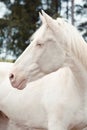Beautiful white isabella horse with blue eyes in autumn