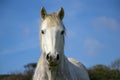 Beautiful white horse looking at camera against blue sky Royalty Free Stock Photo