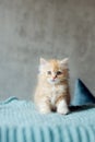 Little cute kitten maine coon looks up Royalty Free Stock Photo