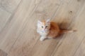 Little cute kitten maine coon looks up Royalty Free Stock Photo